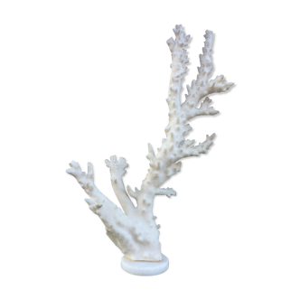 Coral branch 46 x 31 cm on alabaster marble base