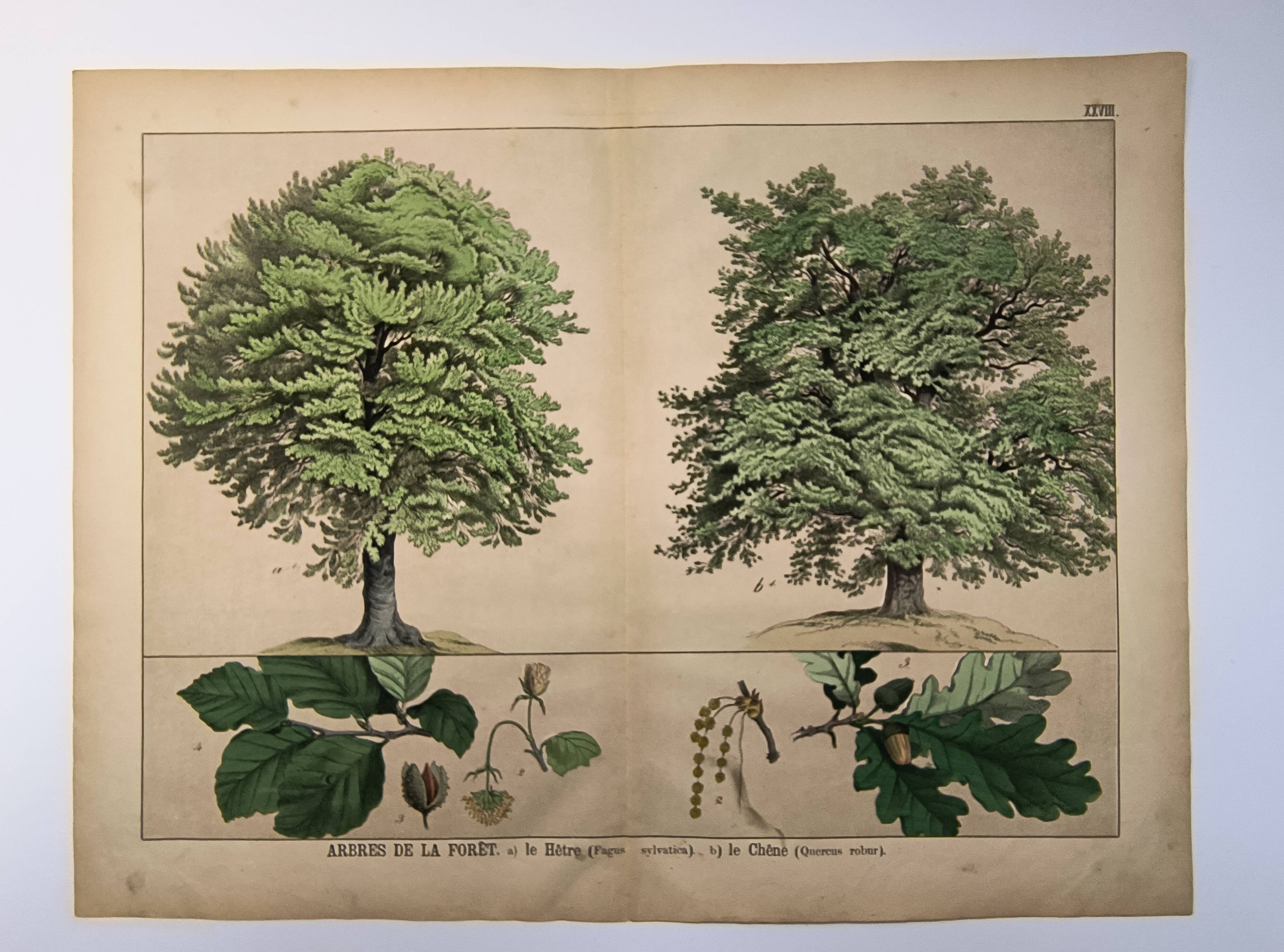 Gravure botanique 1870. Hêtre et Chêne. Planche arbre Vintage