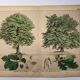 Gravure botanique 1870. Hêtre et Chêne. Planche arbre Vintage
