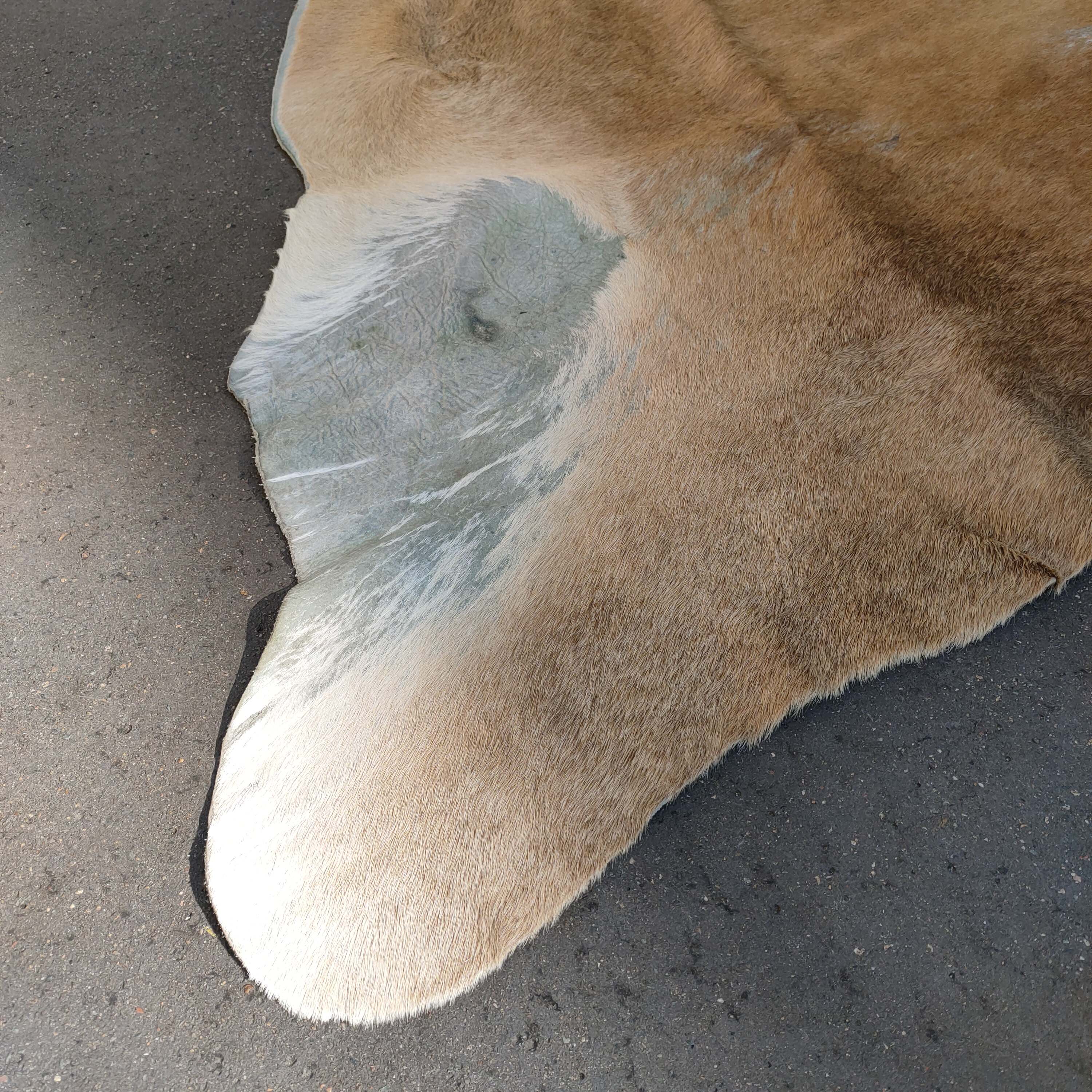 Large Cow skin 200x200cm
