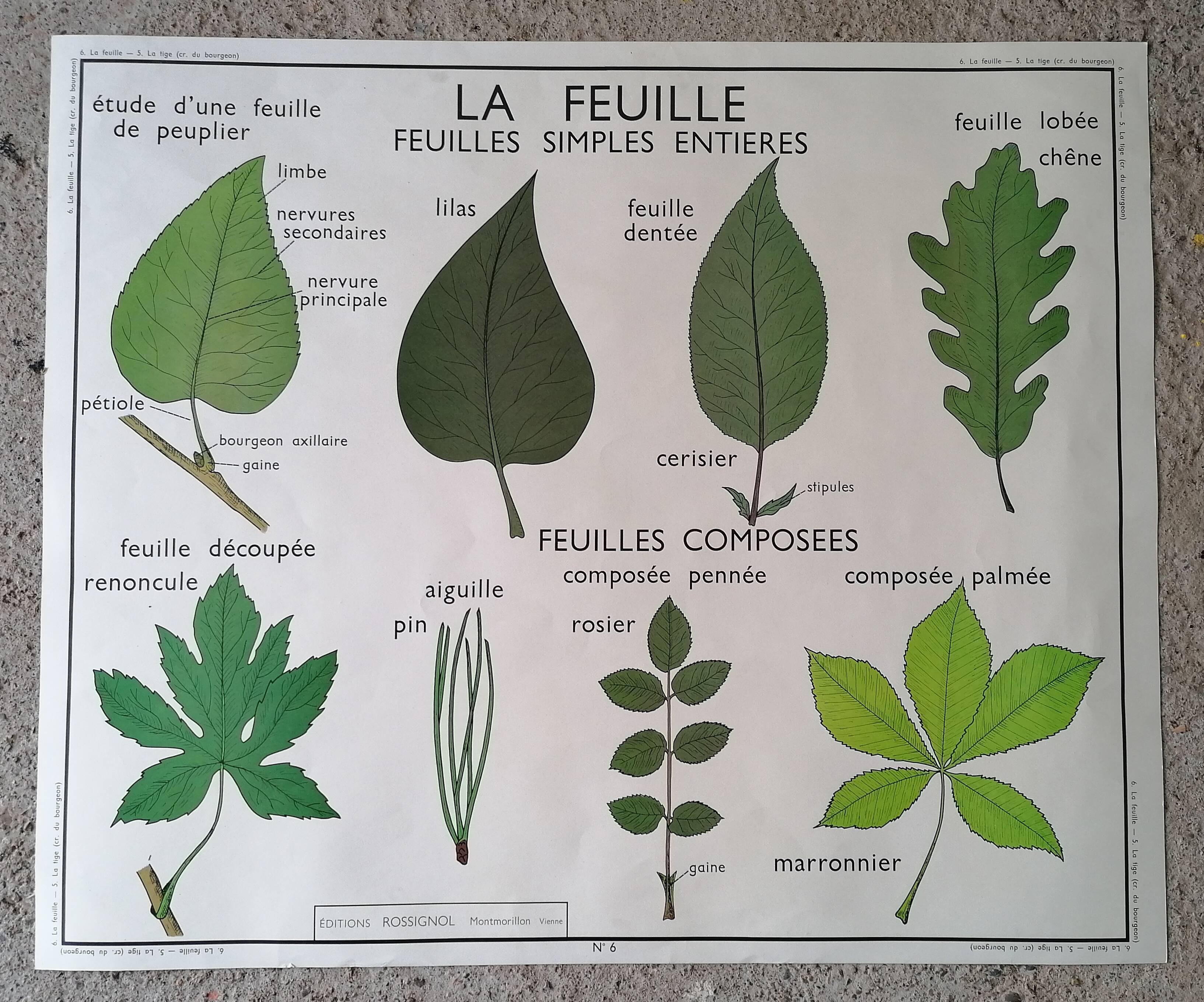 Rossignol school poster from the 60s: The Leaf - The stems.