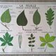 Rossignol school poster from the 60s: The Leaf - The stems.