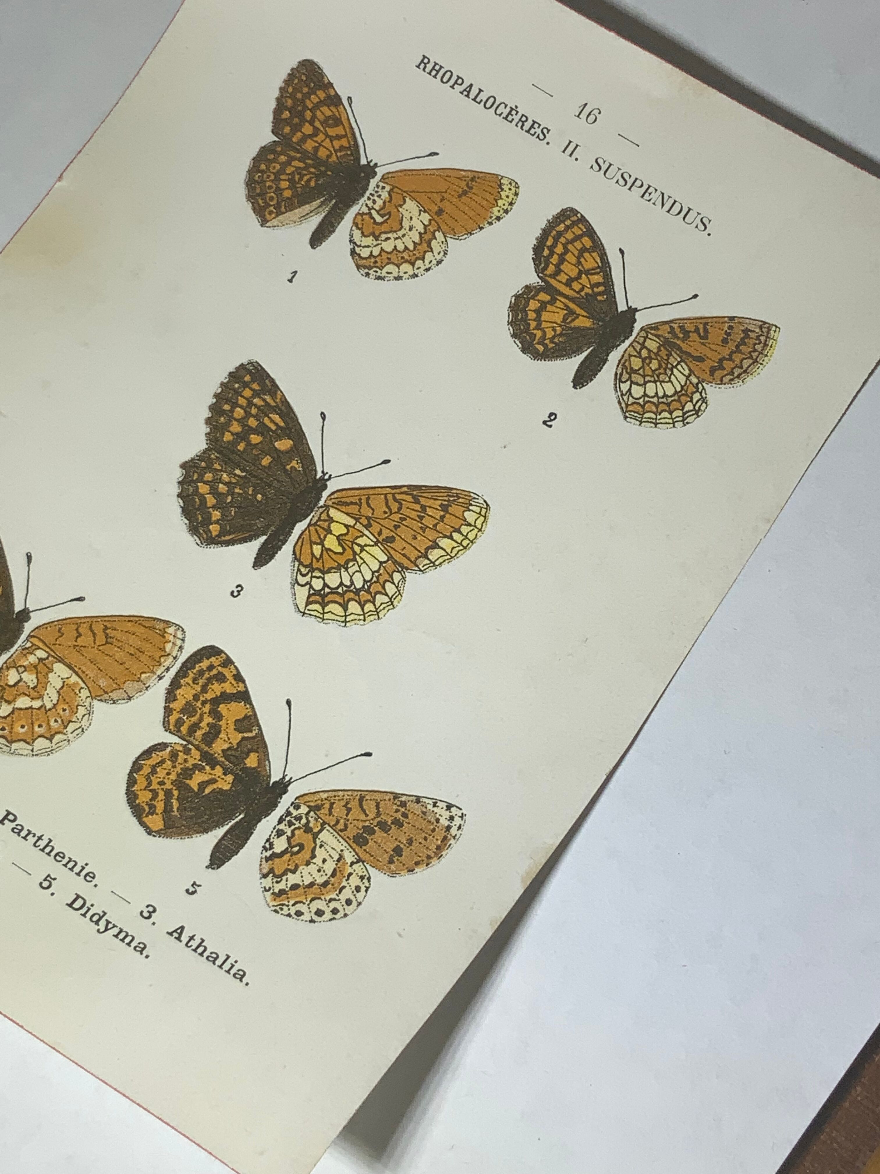 Vintage botanical plate antique butterfly engraving 1903 double-sided G. Denise