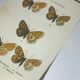 Vintage botanical plate antique butterfly engraving 1903 double-sided G. Denise