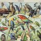 Antique engraving 1898, Birds 1: species, parrot, raptor • Lithograph, original illustration