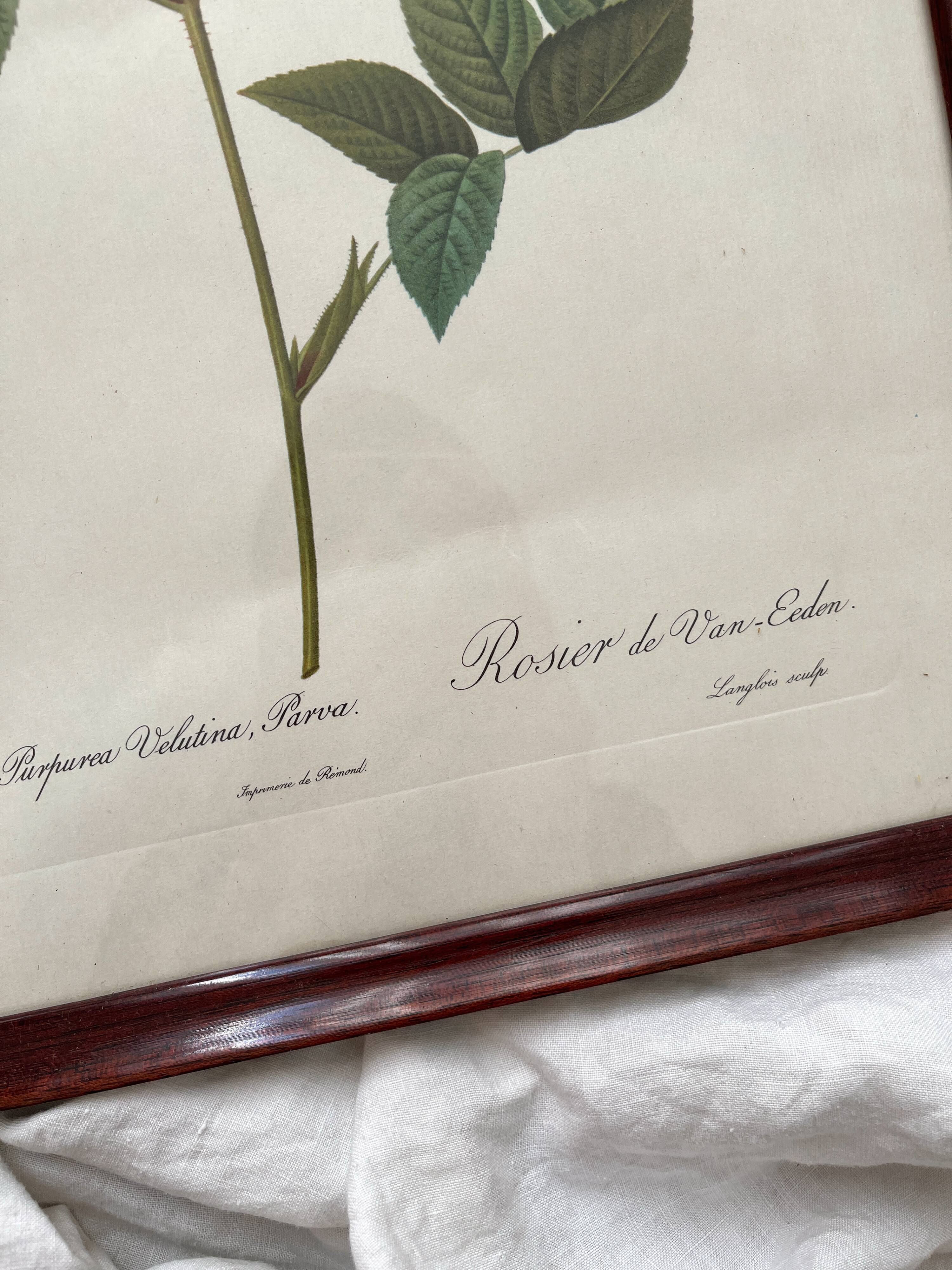 Framed lithograph of roses by Pierre Joseph Redouté, vintage botanical poster