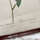 Framed lithograph roses Pierre Joseph Redouté, vintage botanical poster