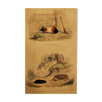 Planche zoologique originale " Cochon d'Inde - Taupe - Hérisson " Buffon 1838