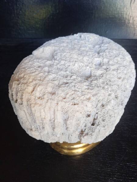 Cabinet de Curiosités Psammocora profundacel corail blanc sur socle