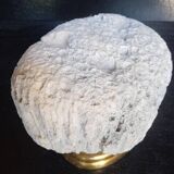 Cabinet of Curiosities Psammocora profundacel white coral on base