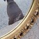 Round neoclassical style mirror in wood and gilded stucco from the 1950s