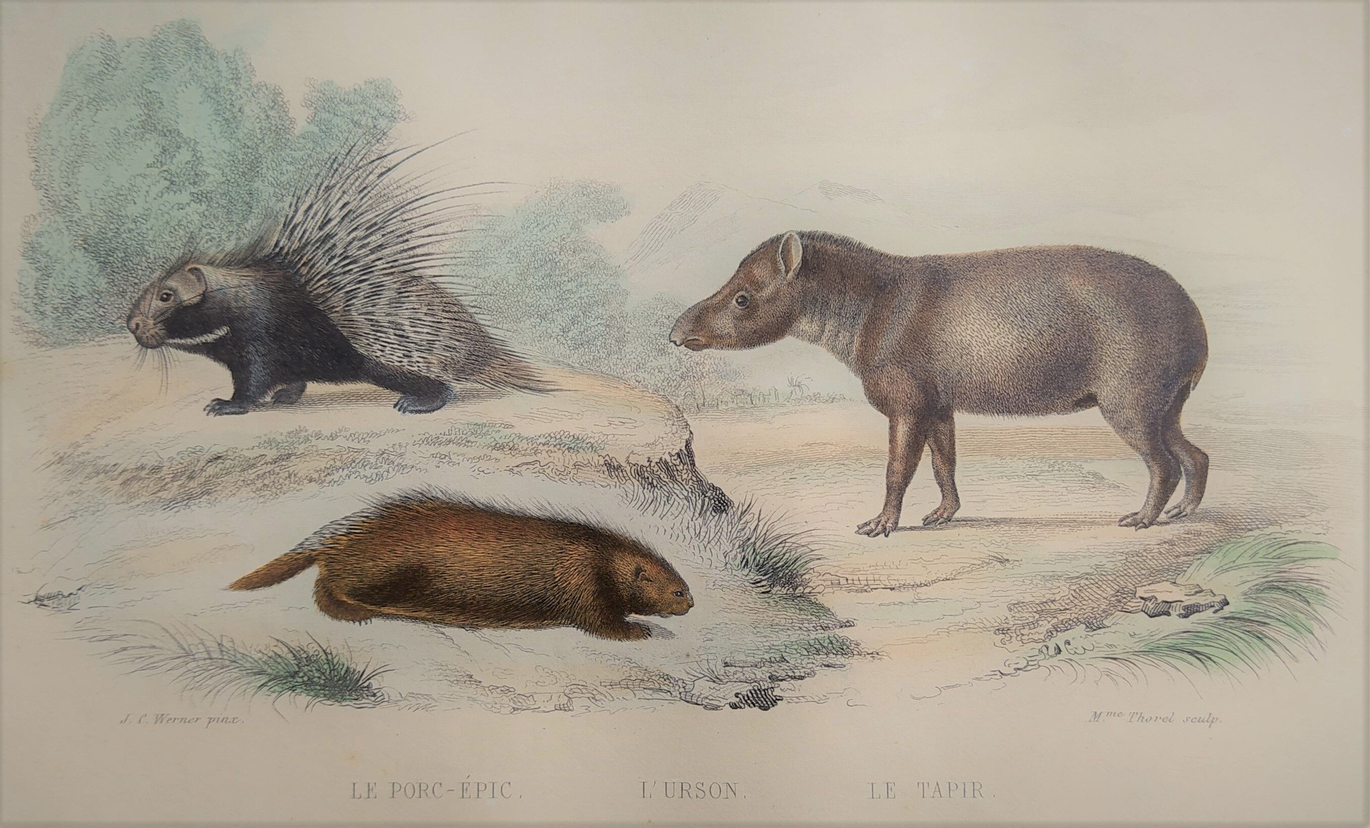Planche zoologique originale " porc-épic, urson, tapir - buffon 1838