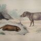 Planche zoologique originale " porc-épic, urson, tapir - buffon 1838