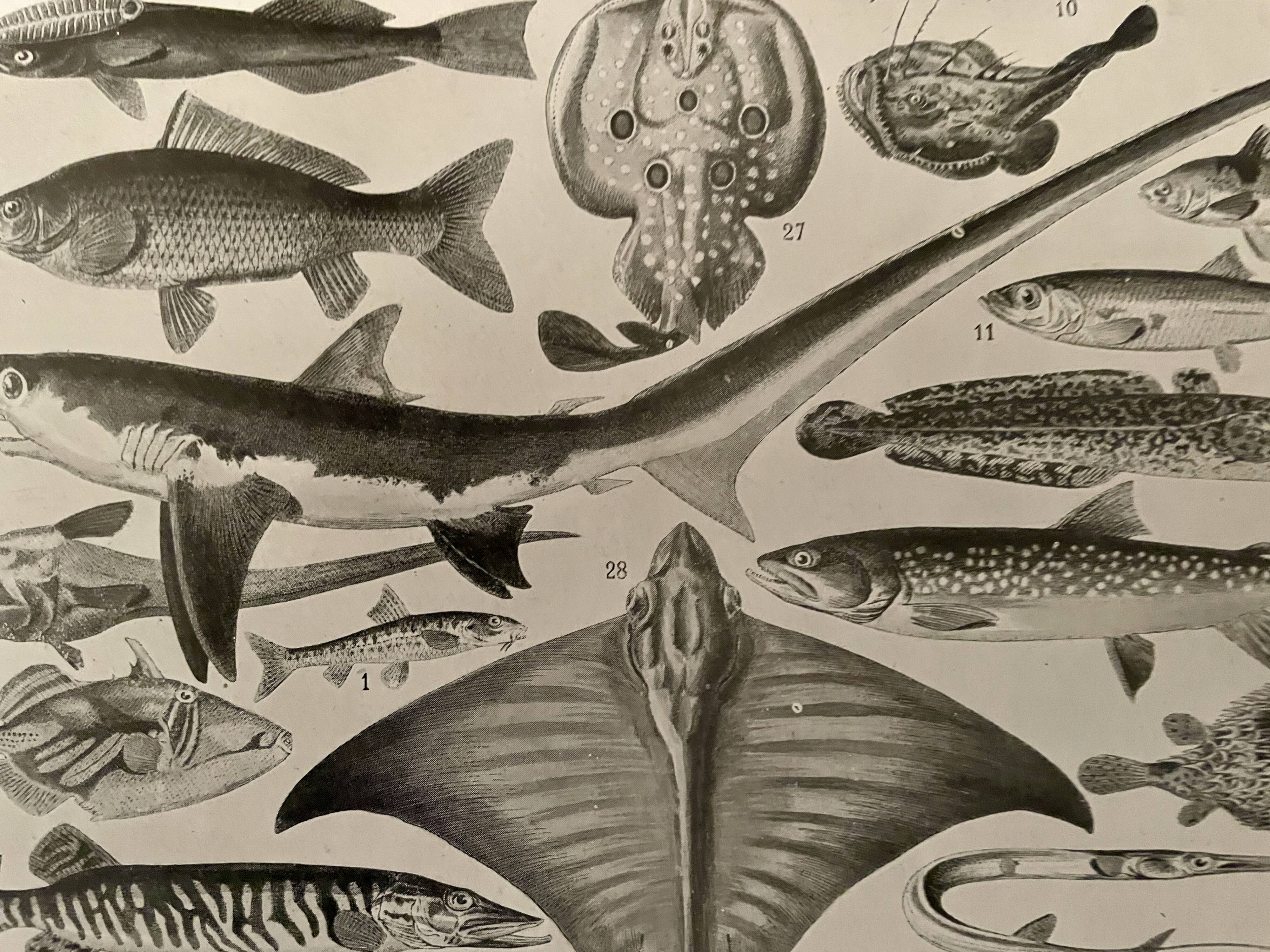 Lithographie sur les poissons - 1930