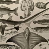 Lithograph on fish - 1930