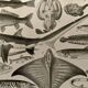 Lithograph on fish - 1930