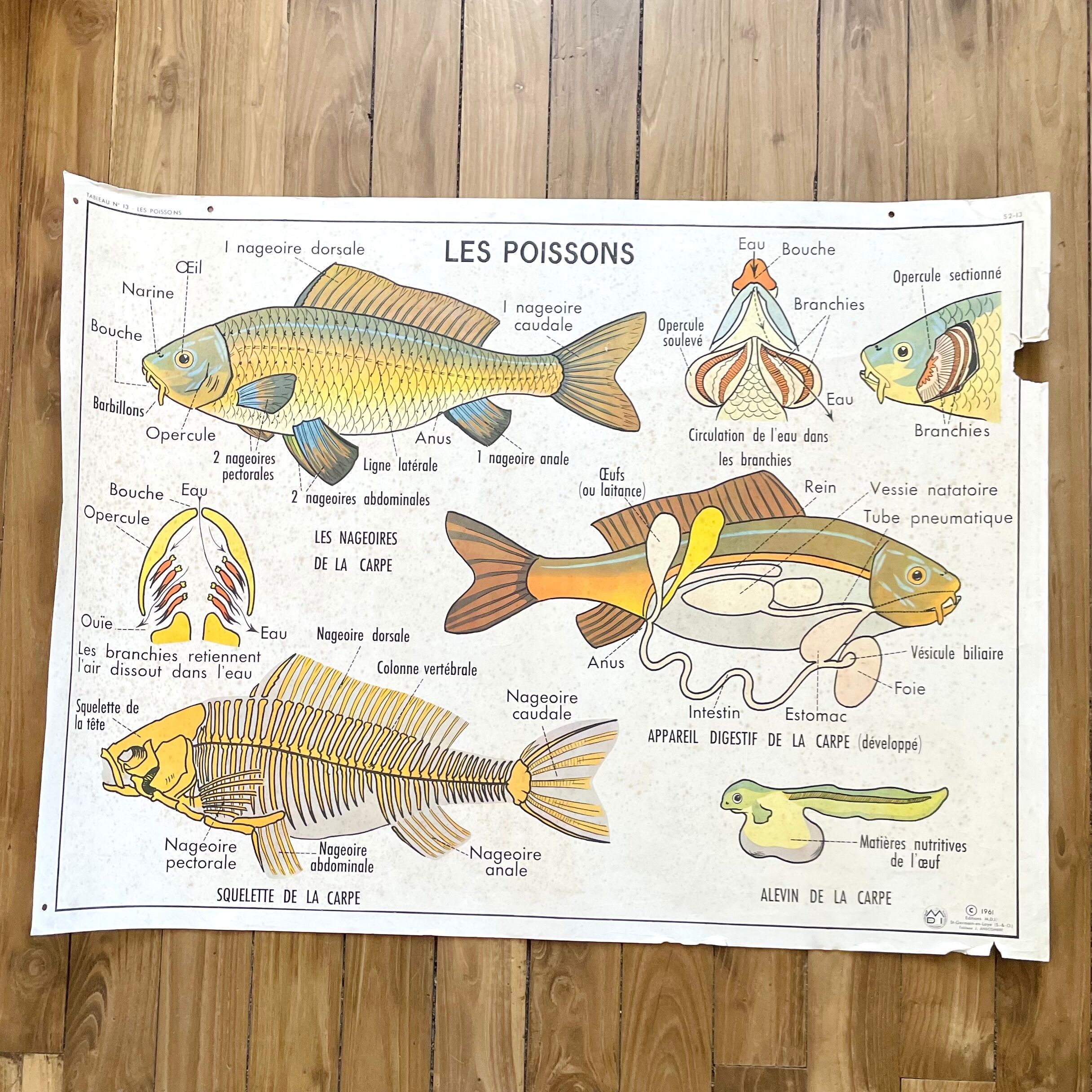 School poster the bee / The fish