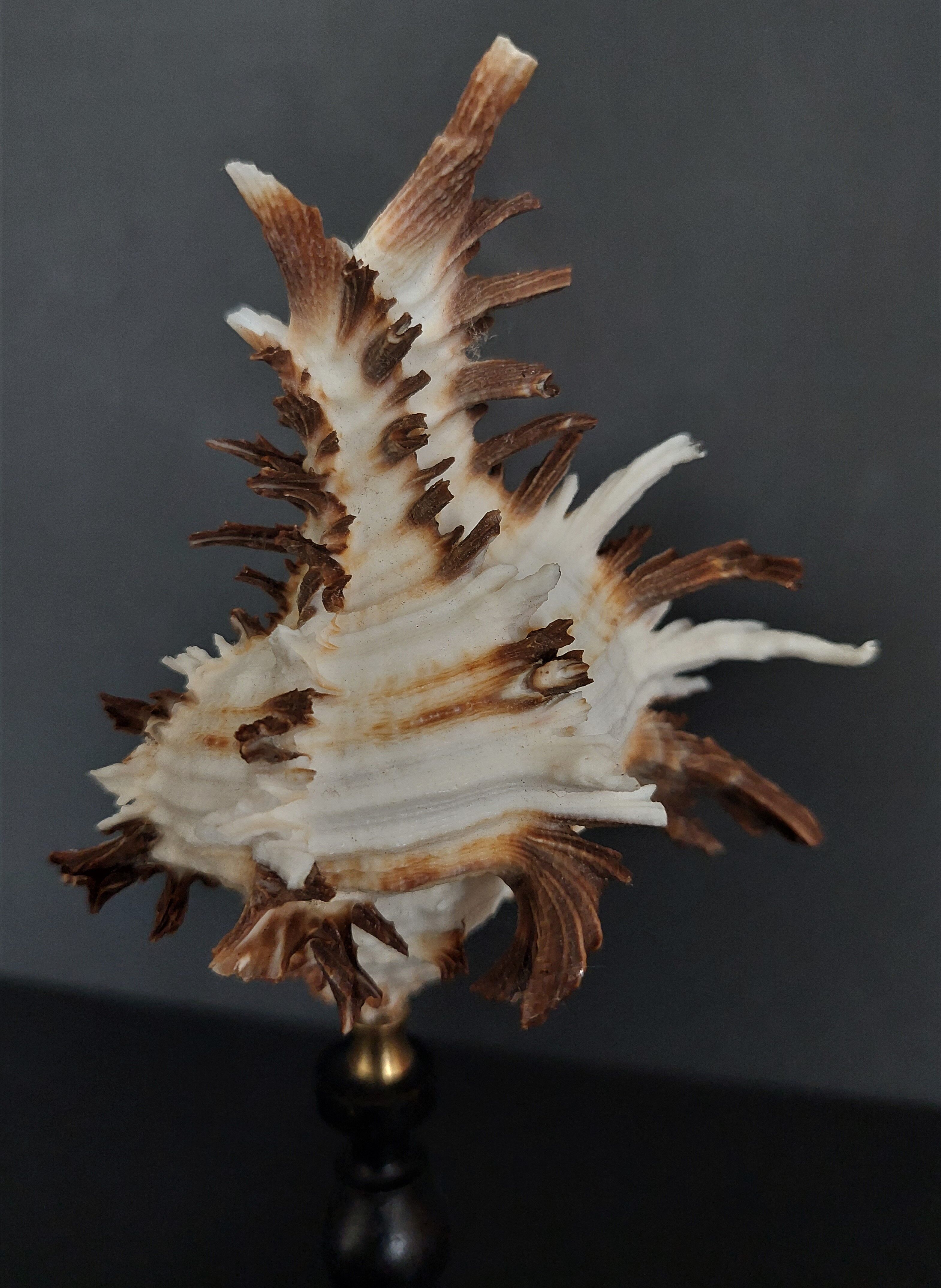 Cabinet of Curiosities shell hexaplex cichoreum on base