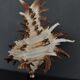 Cabinet of Curiosities shell hexaplex cichoreum on base