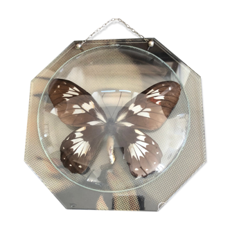 Naturalized vintage butterfly under glass globe