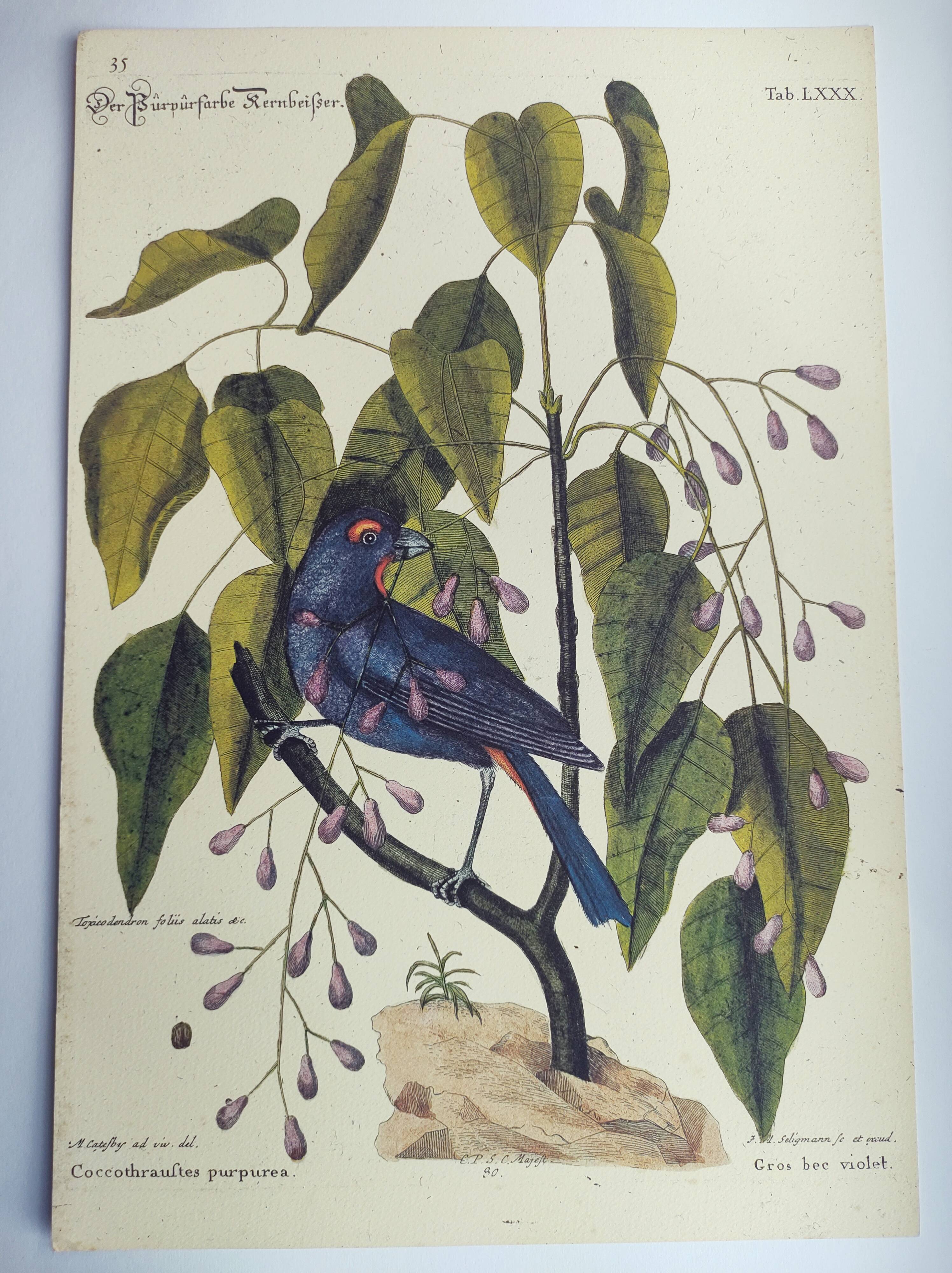 Gravure ancienne oiseau -Gros Bec Violet- Planche animal et nature de Seligmann & Catesby