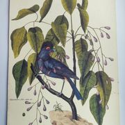 Old bird engraving - Gros Bec Violet - Animal and nature board by Seligmann & Catesby