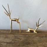 Two golden animal subjects