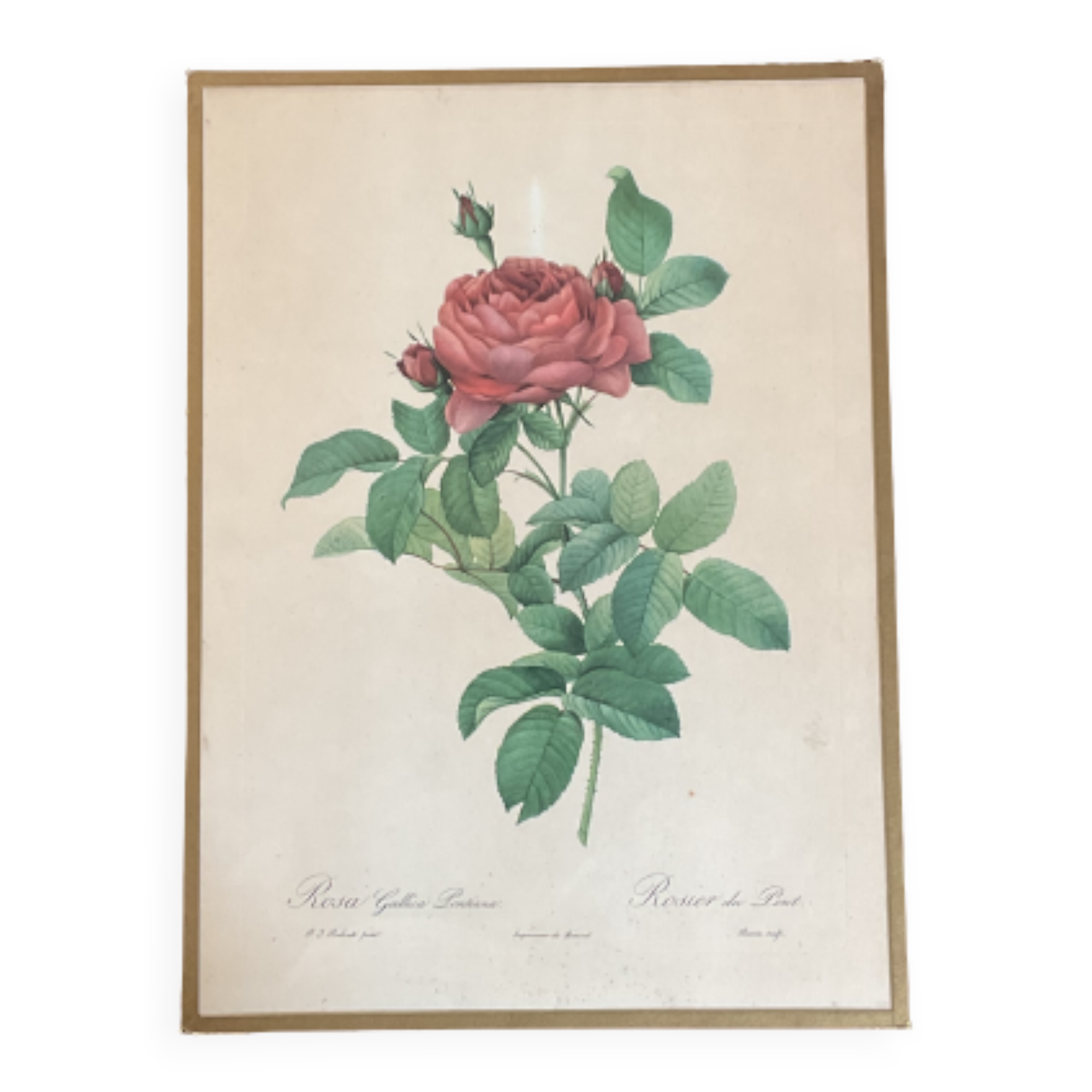 Botany illustration Redouté