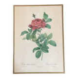 Botany illustration Redouté
