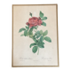 Botany illustration Redouté