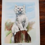 Zoological poster - white angora kitten