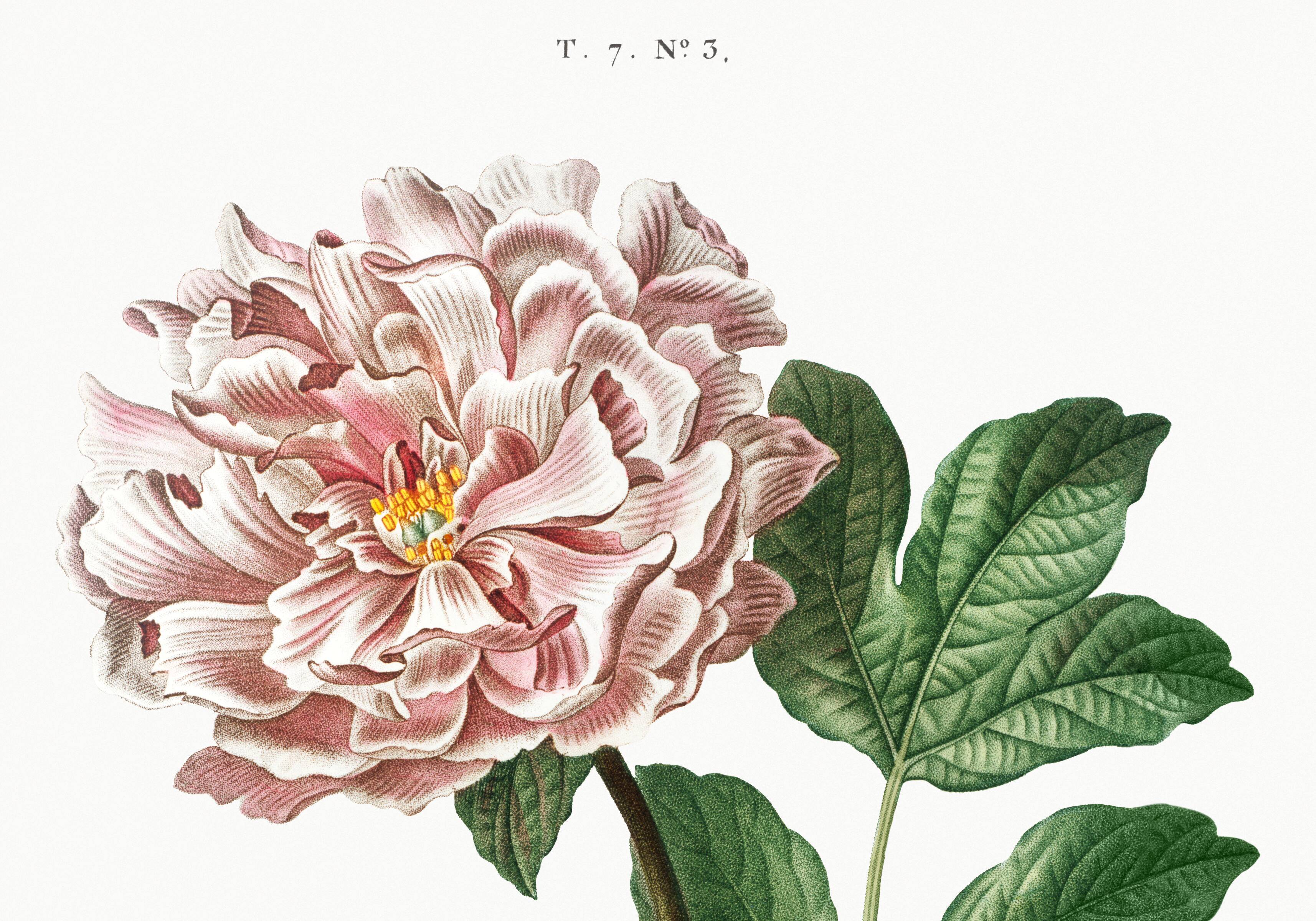 Botanical poster on Peony (2), after an old engraving from 1802