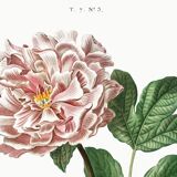 Botanical poster on Peony (2), after an old engraving from 1802