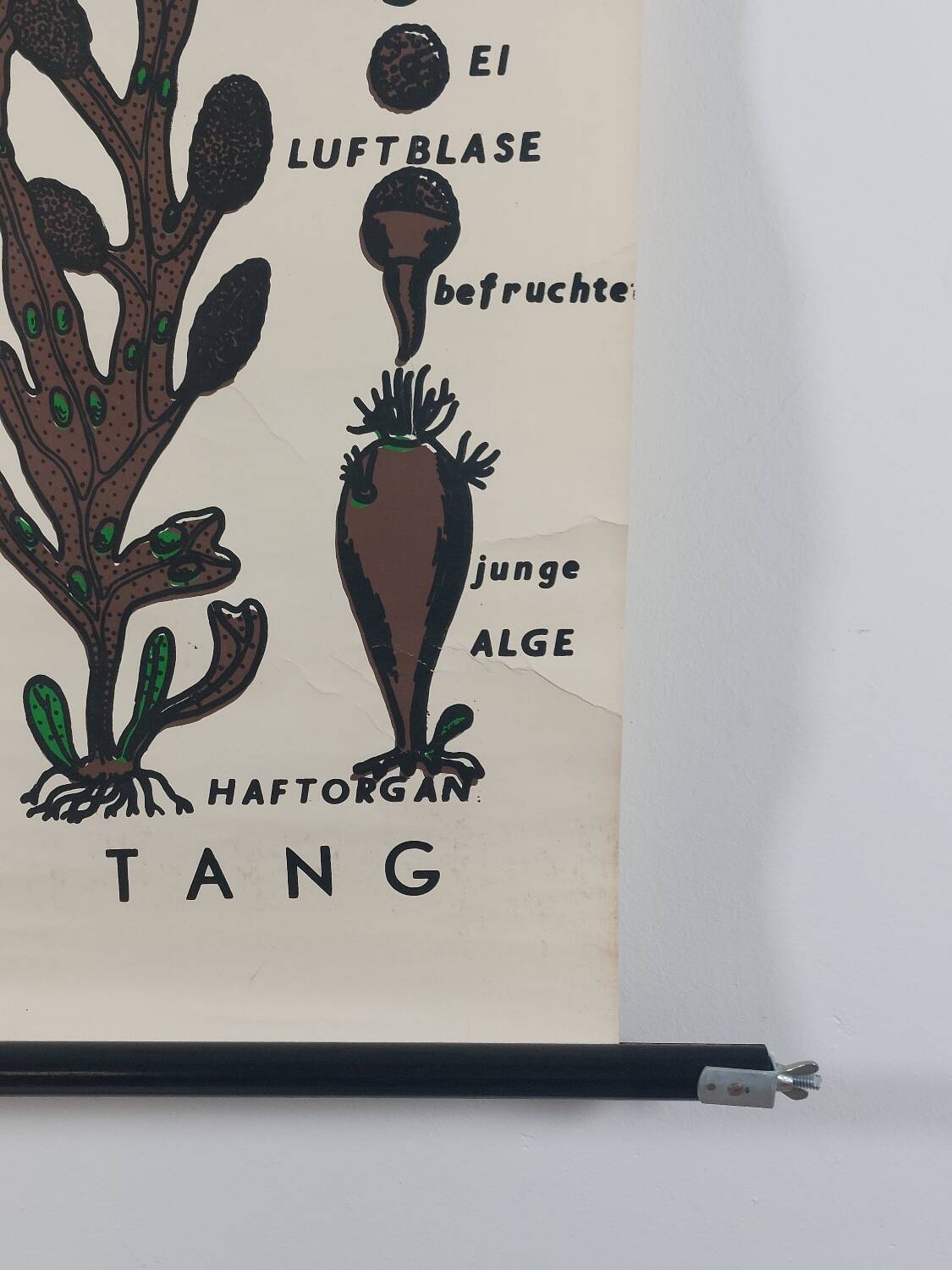 Vintage educational wall hanging roll chart biology