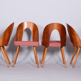 Four restored mid-century chairs, antonin suman, beech, walnut, czechia, 1950s