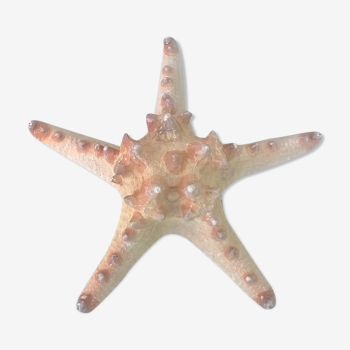 Étoile de mer authentique