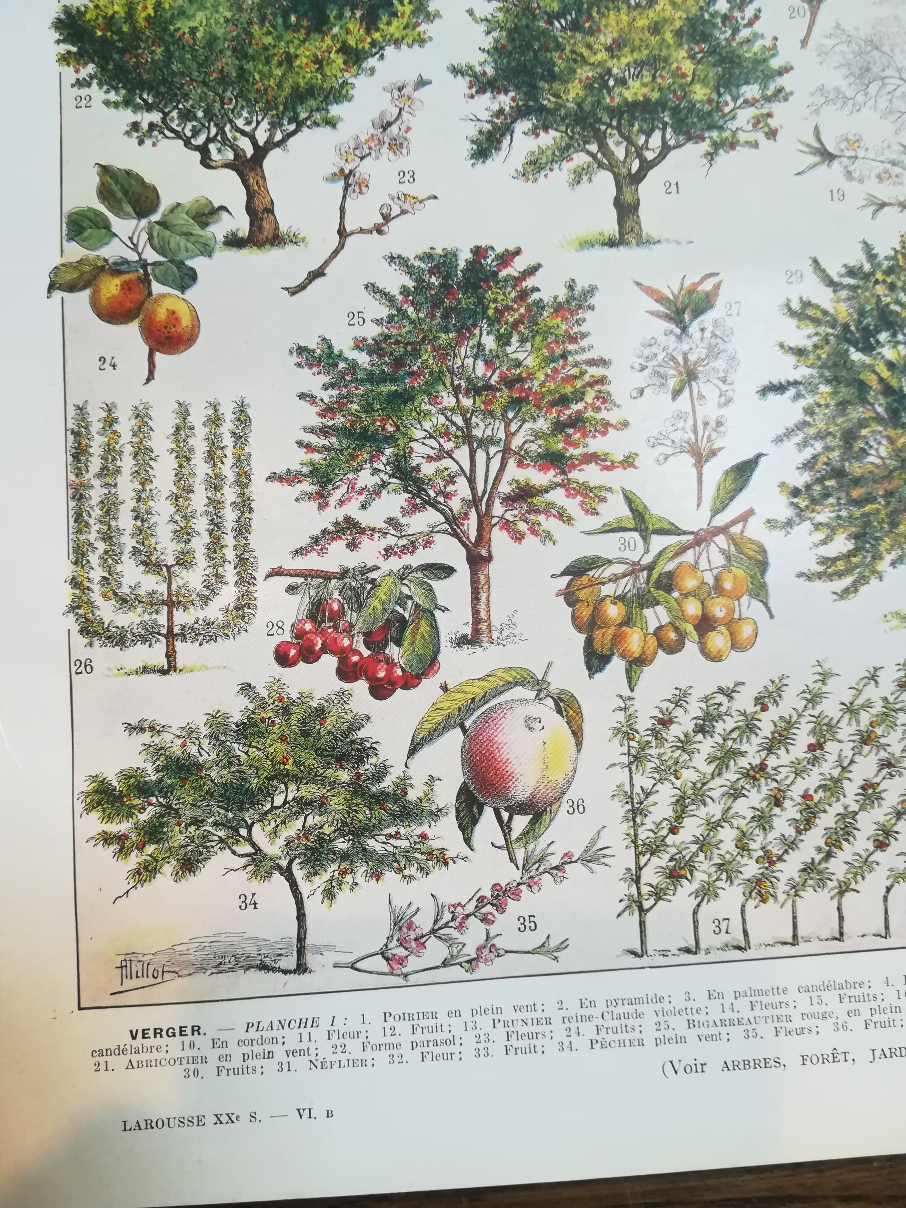 Lithographie sur les arbres fruitiers de 1928 "verger"