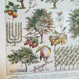 Lithographie sur les arbres fruitiers de 1928 "verger"