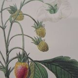 Planche botanique Fraisier à bouquet