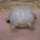 Vintage flower turtle