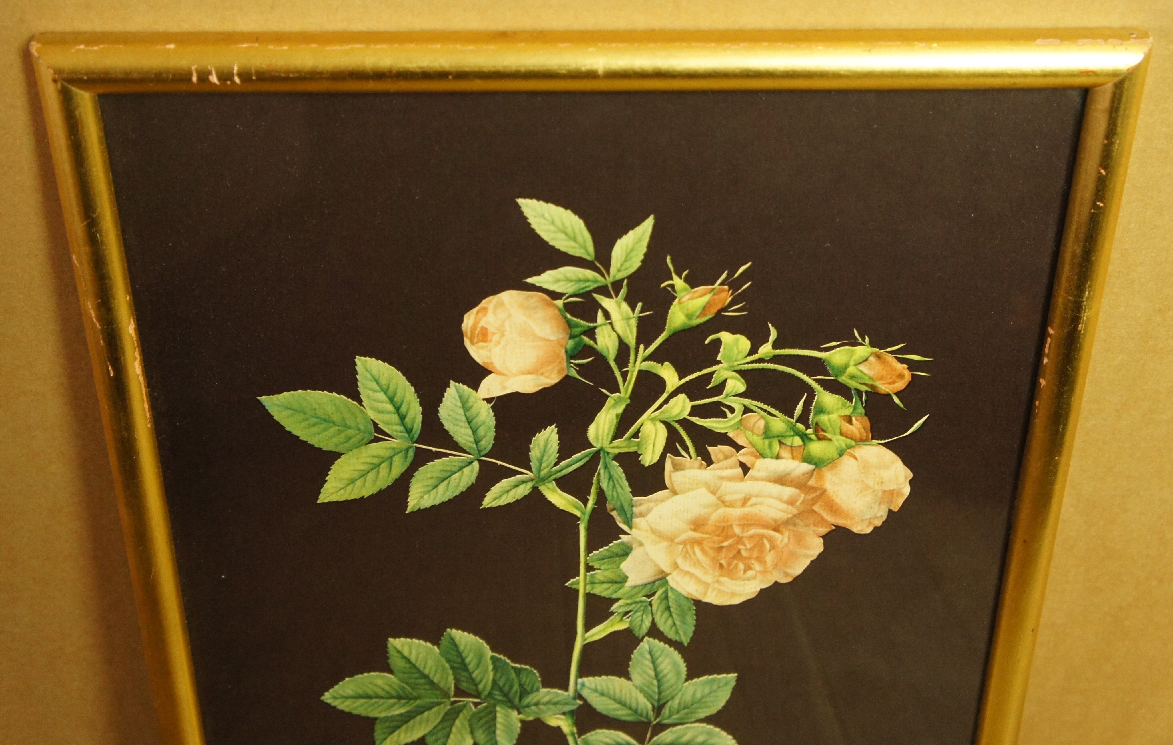 Golden frame with gold leaf - ancient botanical poster