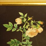 Golden frame with gold leaf - ancient botanical poster