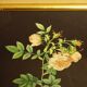 Golden frame with gold leaf - ancient botanical poster