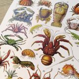 Poster on crustaceans, after a 1928 lithograph
