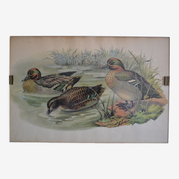 Vintage animal print ducks