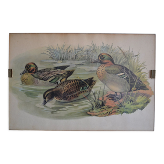 Estampe animalière vintage canards