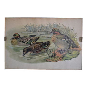 Vintage animal print ducks