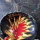 Ceramic dish signed