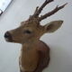 Trophee hunts deer head