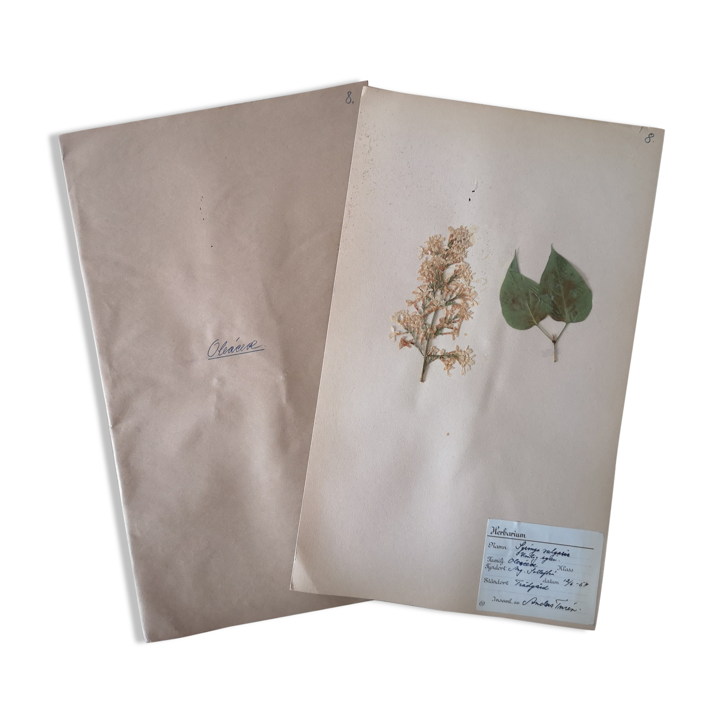 Herbarium - ancient Swedish herbarium board